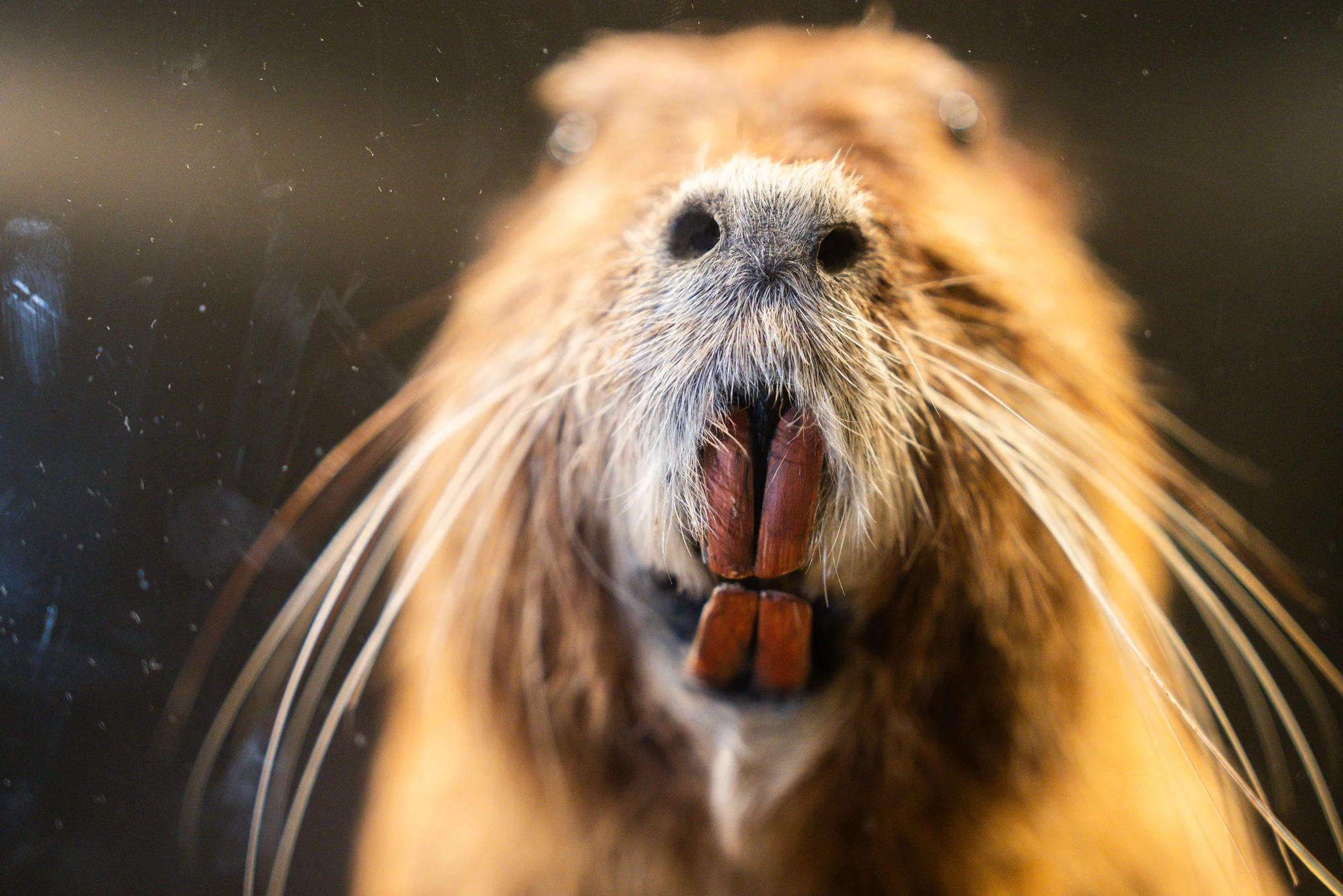 Primo piano del muso di un animale tassidermizzato di medie dimensioni, con lunghi baffi bianchi, narici scure e incisivi anteriori grandi e prominenti di colore arancione. Lo sfondo è scuro e sfocato.