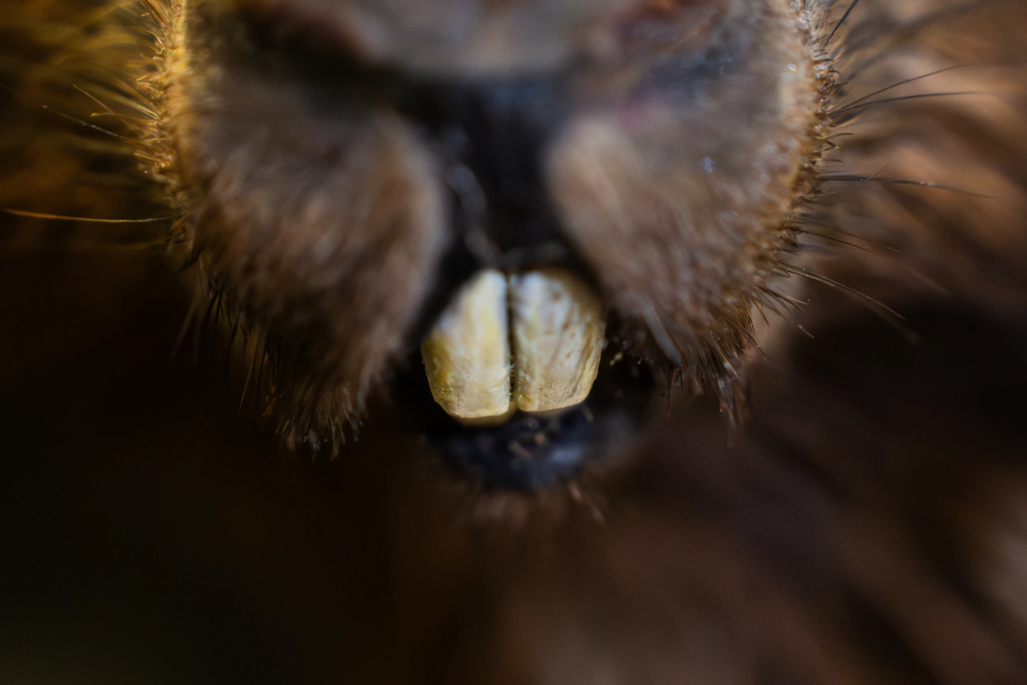 Primo piano molto ravvicinato del muso di un animale con pelliccia scura. Al centro dell’immagine sono ben visibili due incisivi anteriori grandi e giallastri, circondati da peli ispidi. Lo sfondo e le altre parti del muso sono sfocati.