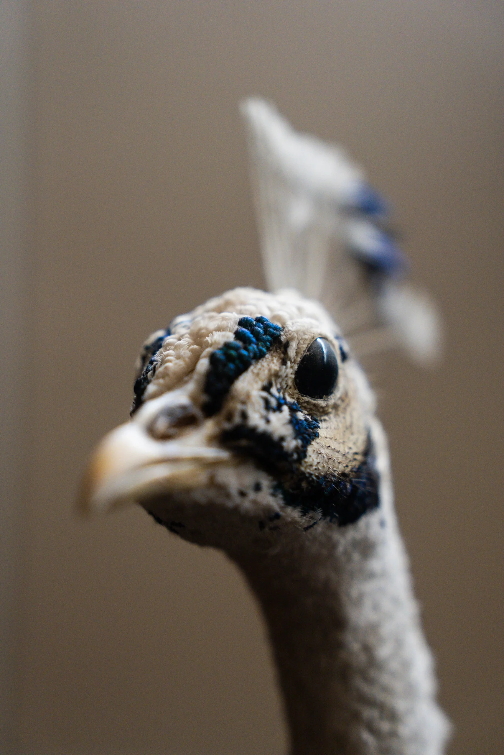 Primo piano della testa di un uccello tassidermizzato con collo lungo e piumaggio chiaro. L’animale ha un becco appuntito e zone di piume più scure attorno agli occhi. Dietro la testa si intravede una piccola cresta di penne rivolte verso l’alto. Lo sfondo è uniforme e sfocato.