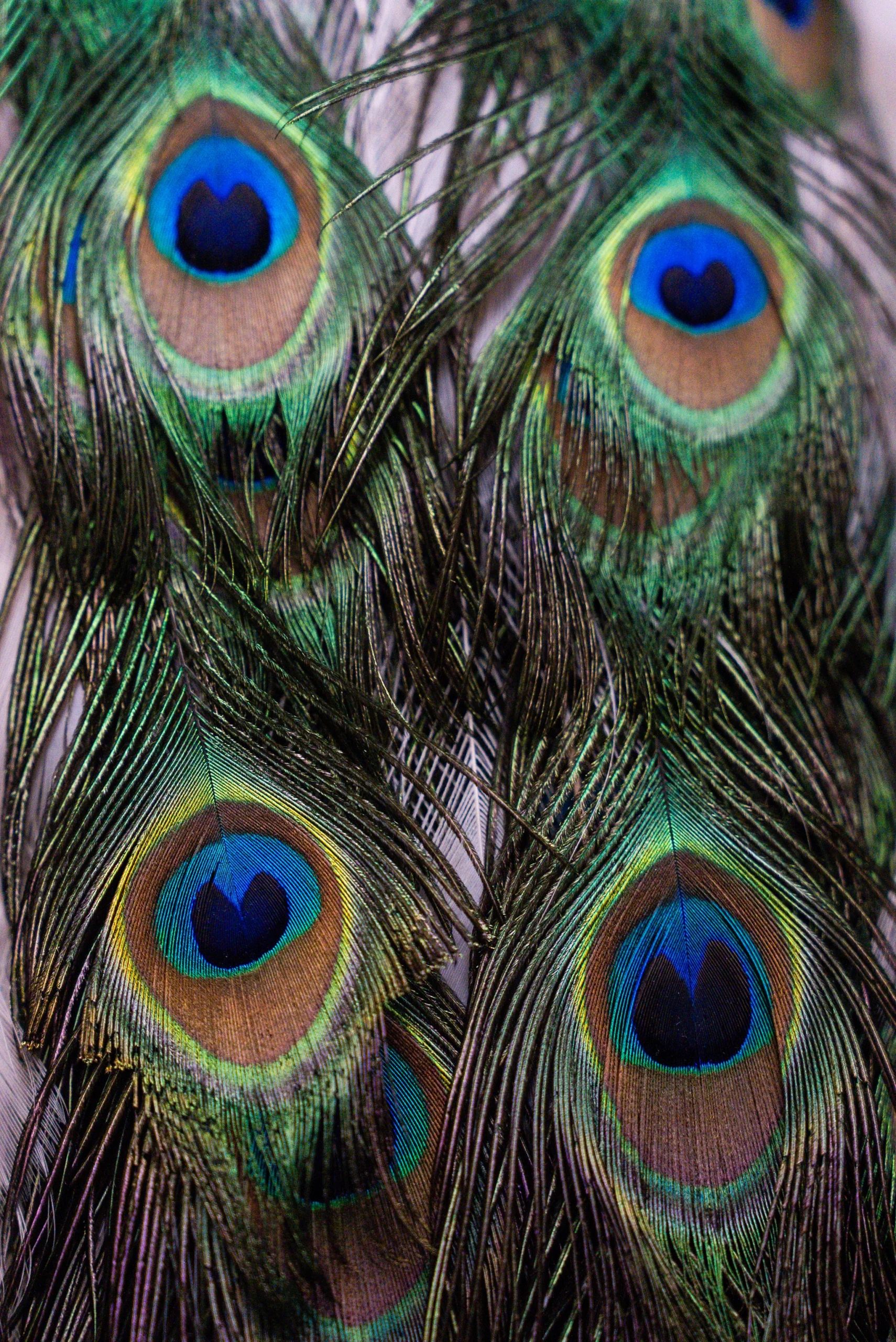 Primo piano di piume di pavone sovrapposte. Si distinguono chiaramente i grandi 'occhi' (ocelli) con centri blu scuro a forma di cuore, circondati da anelli azzurri, bronzo e verde brillante con riflessi iridescenti.