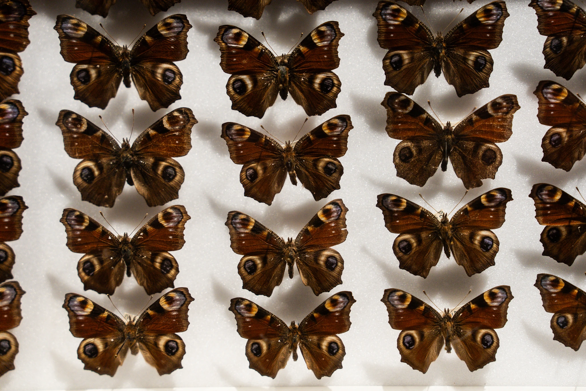"Una collezione di farfalle Pavone del giorno disposte in file ordinate su uno sfondo bianco."