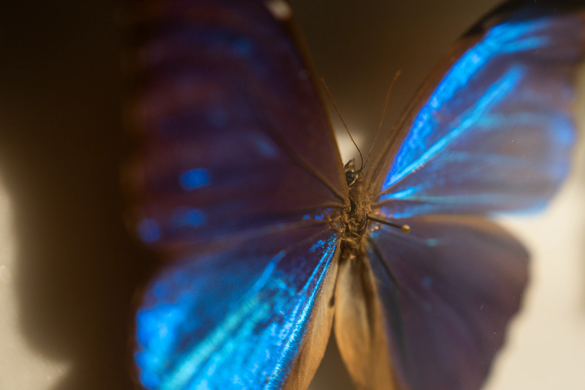 Primo piano di una farfalla con ali aperte, caratterizzate da riflessi iridescenti nei toni del blu intenso e del viola. Il corpo centrale dell’insetto è scuro, mentre la luce evidenzia la texture brillante delle ali. Lo sfondo è sfocato e neutro