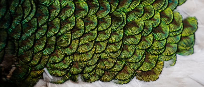 Primo piano di una superficie ricoperta da fitte piume iridescenti di colore verde e blu, disposte in piccoli ventagli sovrapposti che creano un motivo a scaglie. Nella parte inferiore dell’immagine le piume diventano bianche e più morbide. La luce mette in risalto i riflessi metallici e la texture dettagliata delle piume.