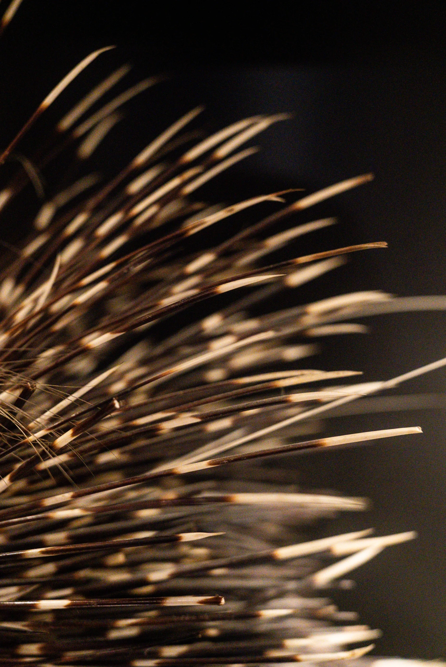 Primo piano delle punte lunghe e affusolate di un insieme di aculei disposti fittamente, con colori che variano dal chiaro al scuro. Gli aculei sono orientati in diverse direzioni e occupano la parte sinistra dell’inquadratura, mentre lo sfondo è scuro e sfocato.