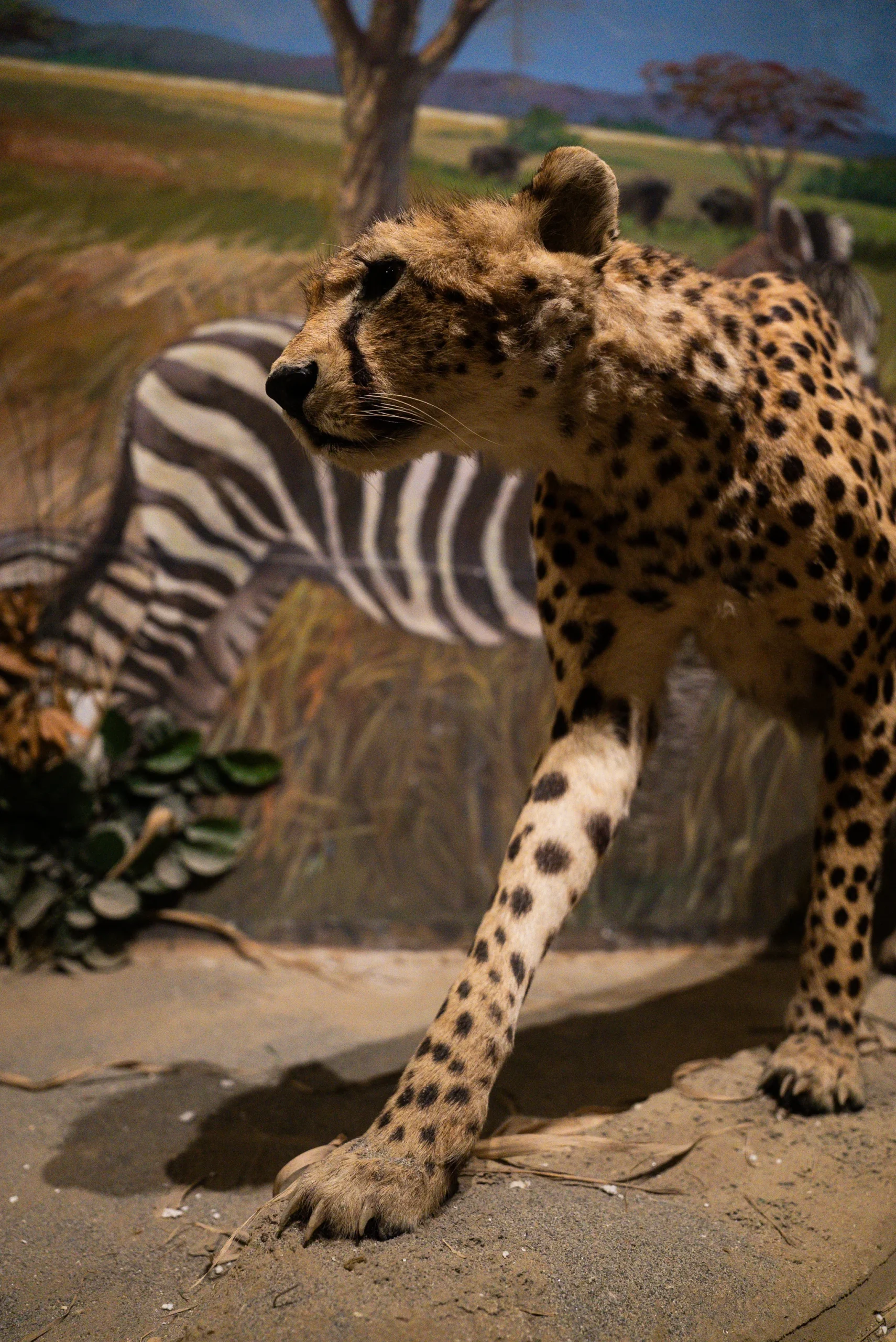 Esemplare tassidermizzato di un grande felino maculato in posizione di passo, con una zampa anteriore avanzata. Sullo sfondo è presente una scenografia dipinta che raffigura una zebra e un paesaggio di savana con alberi e erba alta.