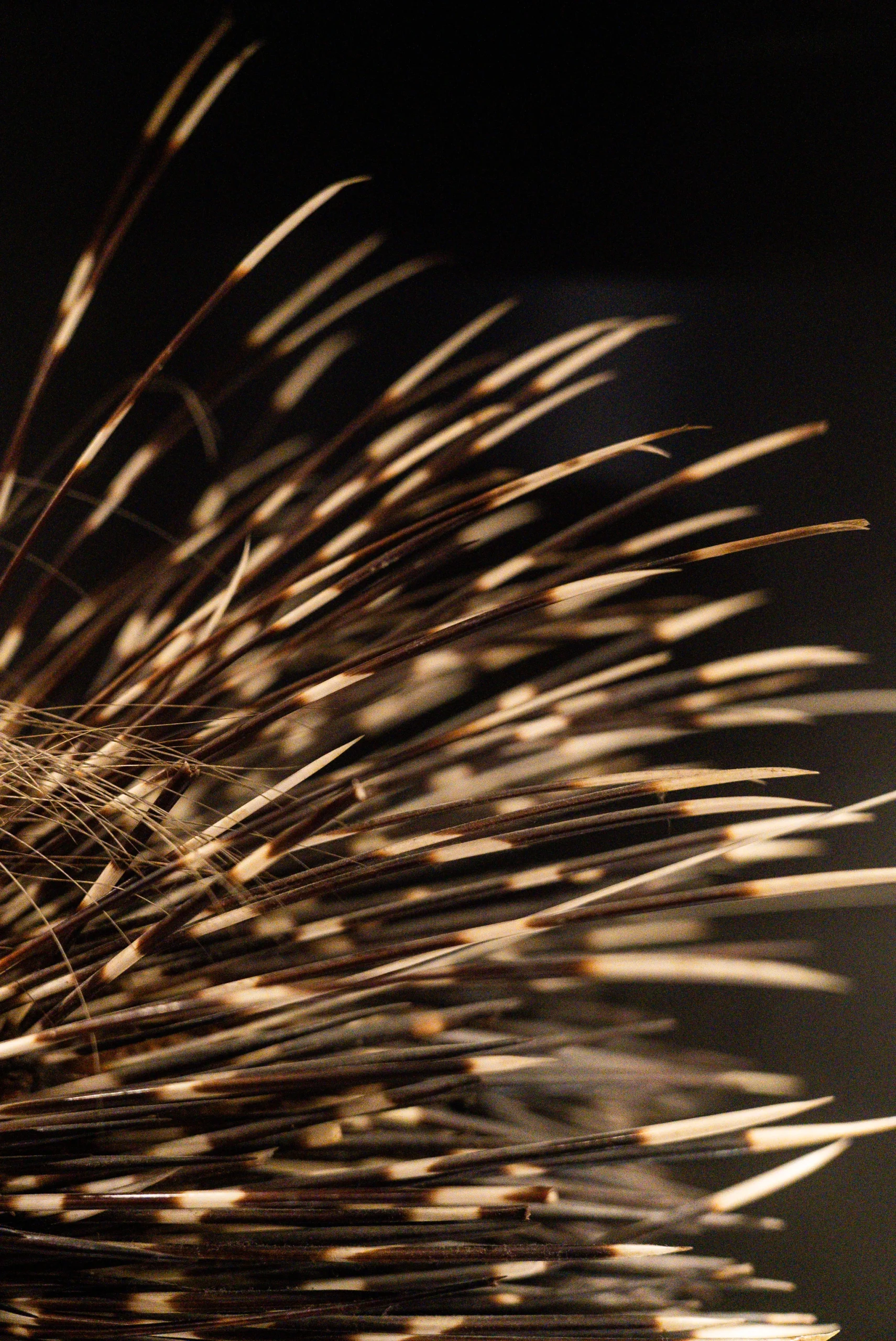 Primo piano di numerose spine rigide e affusolate, di colore marrone scuro con punte chiare, disposte in un fitto insieme che si irradia verso destra. Lo sfondo è scuro e mette in risalto la forma e la texture delle spine.