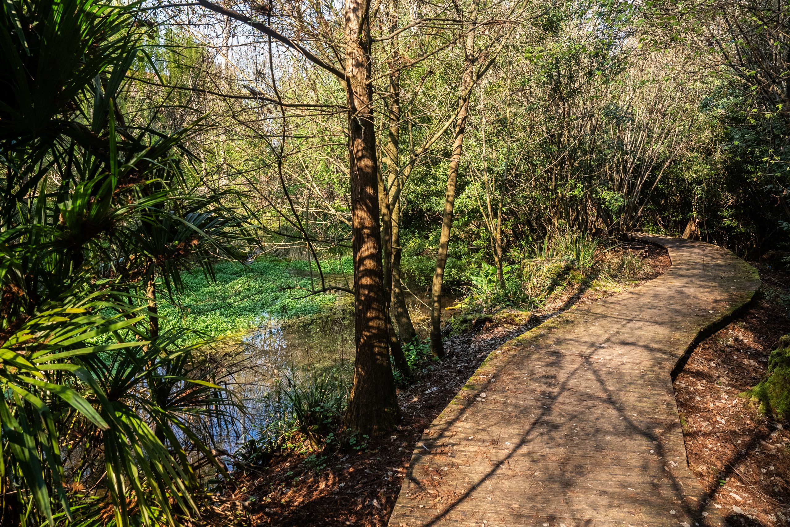 Una fotografia a colori che mostra un sentiero pedonale sopraelevato in legno che si snoda attraverso un fitto bosco o un parco naturale. Il camminamento curvo guida l'occhio verso l'interno della vegetazione rigogliosa. Sulla sinistra, si scorge un piccolo specchio d'acqua parzialmente coperto da piante acquatiche verdi, circondato da alberi alti e piante tropicali come palme nane. La luce del sole filtra tra i rami, creando un gioco di luci e ombre sul terreno e sulla passerella, trasmettendo una sensazione di pace e immersione nella natura.