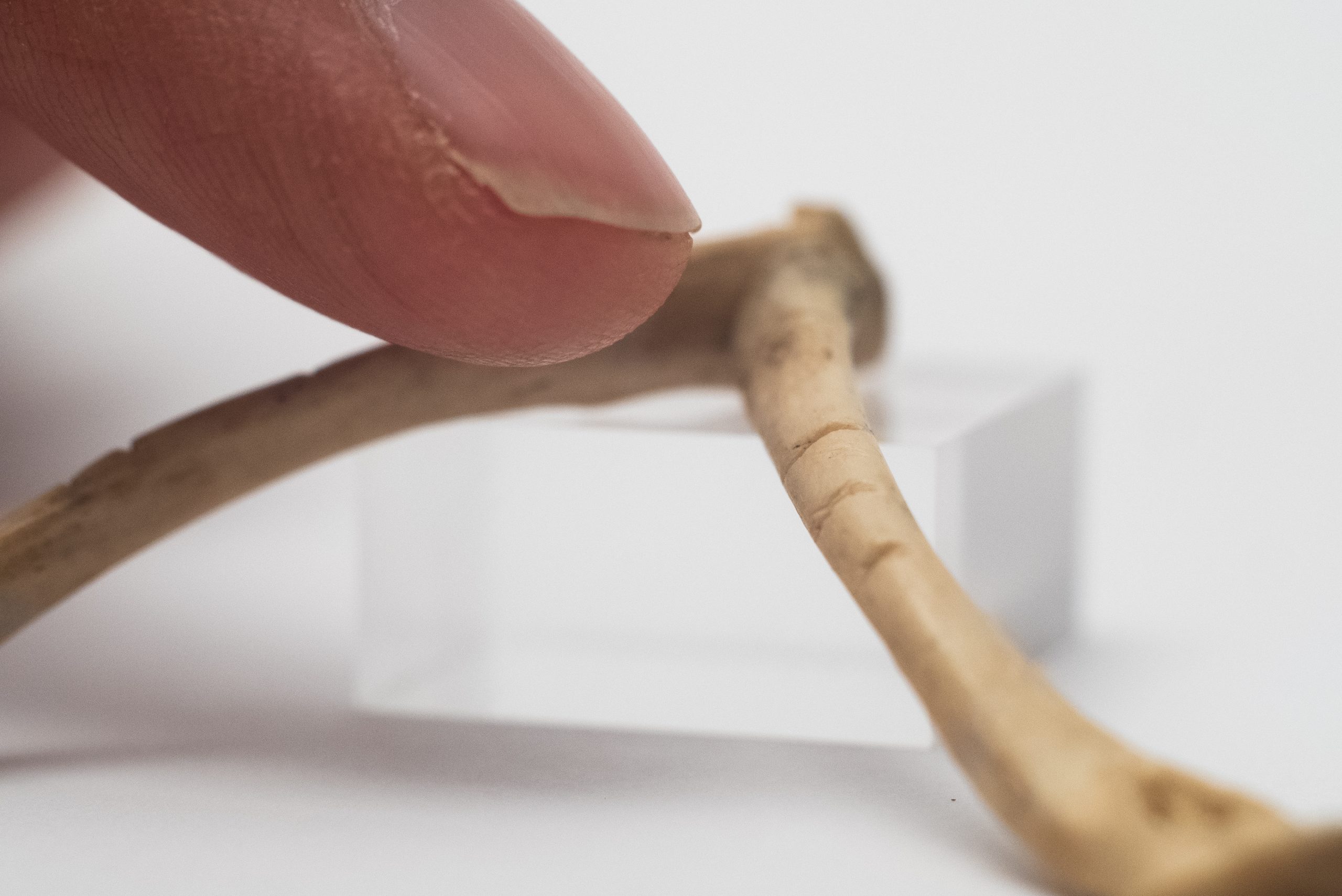 Un primo piano mostra un dito humano che tocca leggermente un osso piccolo e curvo. L'osso, di un colore beige chiaro, presenta evidenti tacche trasversali lungo la sua lunghezza e poggia su un piccolo cubo di acrilico trasparente. Il dito è visto da un'angolazione che evidenzia la punta del pollice e l'unghia. Lo sfondo è un semplice bianco e sfocato.